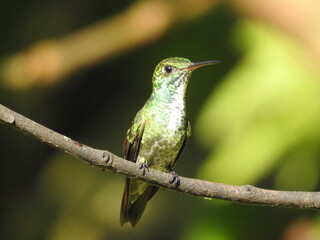 Fototapeta premium bird on a branch