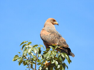 red tailed hawk