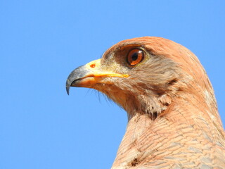 red tailed hawk