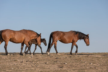 Fototapeta premium Wild Horses in Spring in the Utah Desert