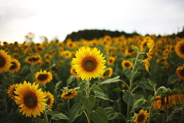 Sunflowers growing in a field at a local orchard in Ontario, Canada.