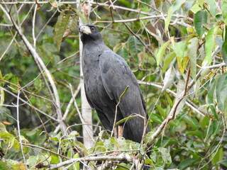 winged blackbird