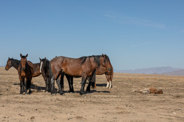 Wild Horses in Spring in the Utah Desert