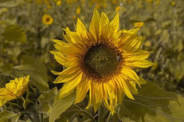 Sunflower flowers in the field. Beautiful, natural background. Postcard concept. ......
