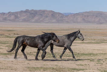 Wild Horses in Spring in the Utah Desert