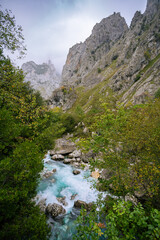 The mountain river flows between the woods of rocks