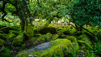 Wistman's Wood National Nature Reserve - mystic high-altitude oakwood on valley of the West Dart River, Dartmoor, Devon, United Kingdom