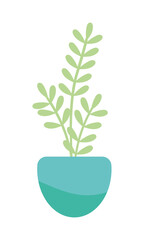 Fototapeta premium decorative plant in pot