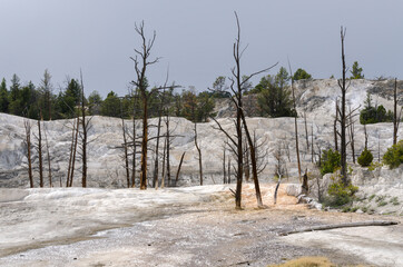 thermal springs and limestone formations at mammoth hot springs in Wyoming in America