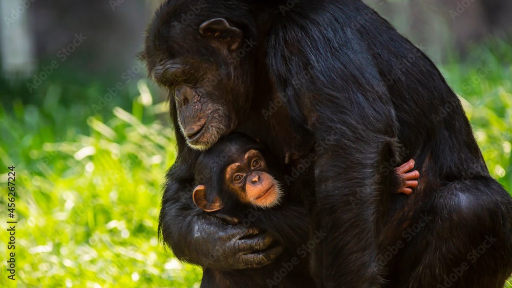 Wall mural portrait of a cute baby chimpanzee and her mother showing affection for each other