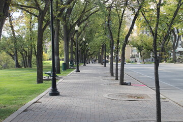 Fototapeta premium Trees in the park