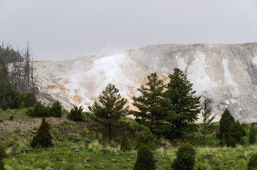 thermal springs and limestone formations at mammoth hot springs in Wyoming in America