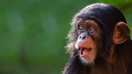 Close up portrait of a happy baby chimpanzee with a silly grin with room for text - obrazy, fototapety, plakaty