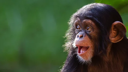 Poster Im Rahmen Close up portrait of a happy baby chimpanzee with a silly grin with room for text © Patrick Rolands