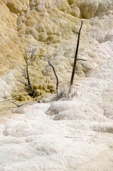 thermal springs and limestone formations at mammoth hot springs in Wyoming in America