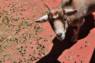 cabra posando para la foto