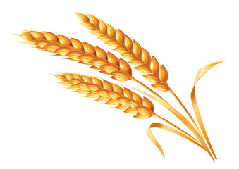 Fototapeta premium Three ears of wheat on a white background. Realistic vector image isolated on white background.