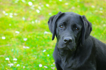 Black Labrador puppy on the grass, staring on camera. Happy dog sitting in the park.