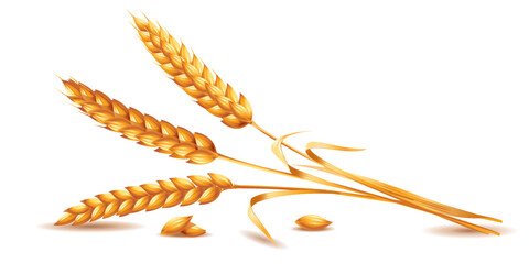 Three ripe ears of wheat. Vector illustration isolated on white background.