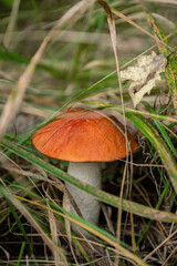 Boletus mushroom with ginger cap grow in grass