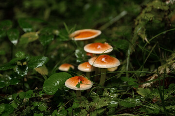 bunch of mushrooms growing in grass in autumn in the forest