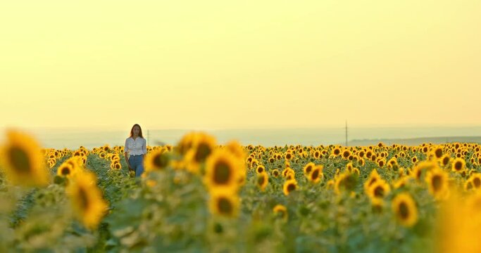 Beautiful young woman walks through a field with sunflowers and smiles.Woman enjoys a walk, admires nature. Romantic walk in the field at sunset.
