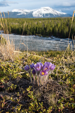 The spring time, Easter flowering Pasque, genus Pulsatilla purple crocus wild flower in a natural environment during April in North America. 