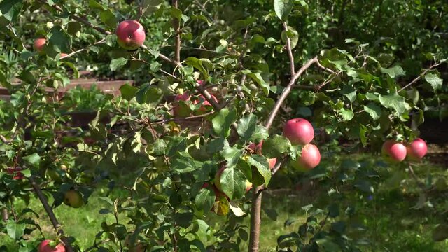 Growing apples on apple tree in a garden, natural light,summer. Timelapse video.