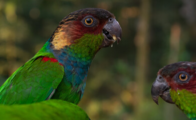colorful parakeets parrots profile pictures 