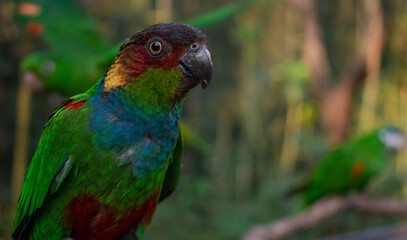 colorful parakeets parrots profile pictures 