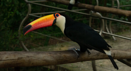 tucan inside nursery bird