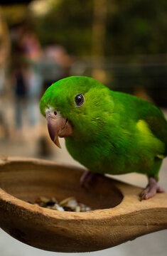 colorful parakeets parrots profile pictures 