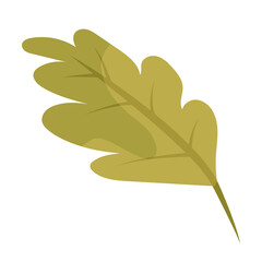 Vector drawing of a green oak leaf. Autumn foliage. Oak leaf isolated on white background in flat style.