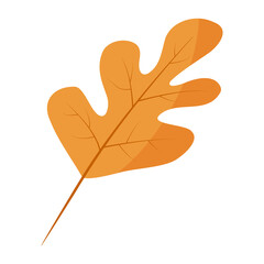 Autumn collection Vector orange oak leaf. Autumn foliage. Oak leaf isolated on white