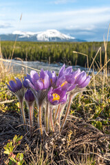 The spring time, Easter flowering Pasque, genus Pulsatilla purple crocus wild flower in a natural...