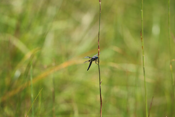 Small dragonfly sitting on a twig