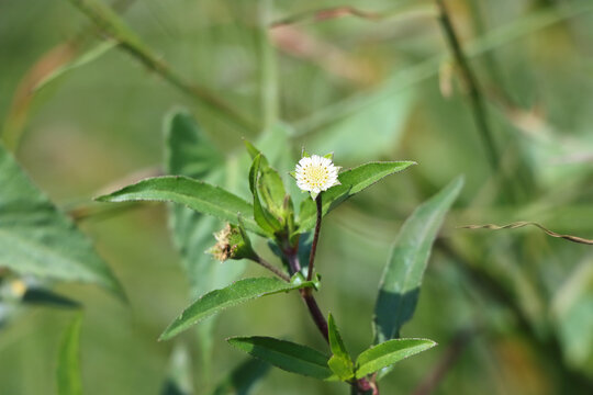 Closeup shot of growing False daisy flower