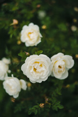 Obraz na płótnie Canvas white roses in the garden