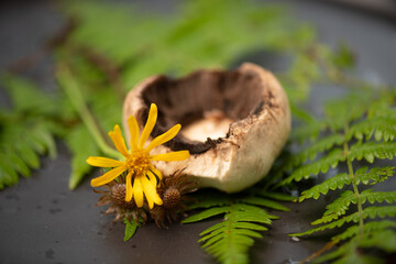 natural healthy and edible mushroom and yellow flower from the mountain in mexico