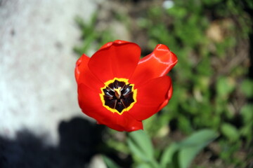 Orange, yellow and black corolla of a tulip, seen from above, with flowerbed in the background