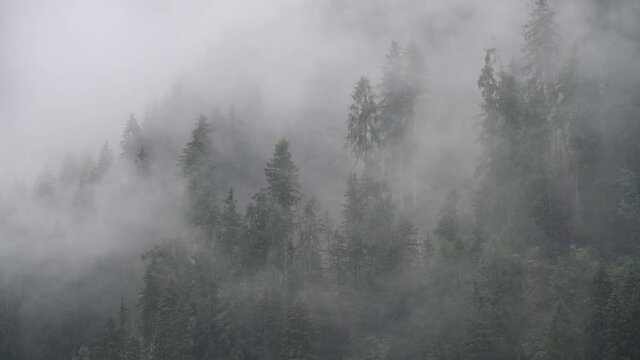pioggia foresta bosco montagna nebbia piove 
