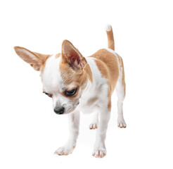 Beautiful and cute white and brown mexican chihuahua dog over isolated background. Studio shoot of purebreed miniature chihuahua puppy.