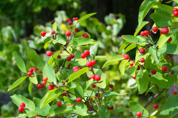 Red wolf berries on bushes in the forest