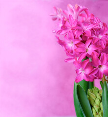 Macro closeup view of Hyacinth Pink flowers on pink background. Concept of holiday, celebration, women day, Mother day.