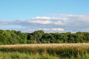The field is sown with yellow wheat