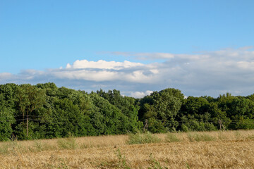The field is sown with yellow wheat