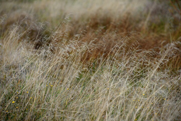 Grass on the field in autumn sunlight.