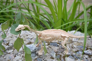 dinosaur skeleton in nature on a stone in the grass view from above