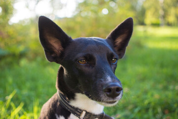 Portrait of a black and white mongrel dog in a Park
