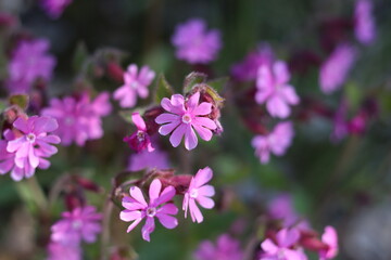 Fototapeta premium flowers in the garden
